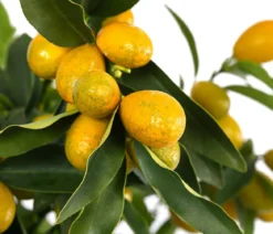 Kumquat