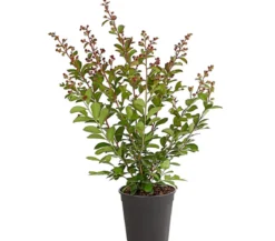 Lagerstroemia - Kräuselmyrte