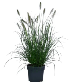 Lampenputzergras 'Hameln'