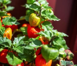 Lampionblume