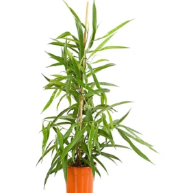 Langblättriger Feigenbaum - Ficus binnendijkii 'Alii'