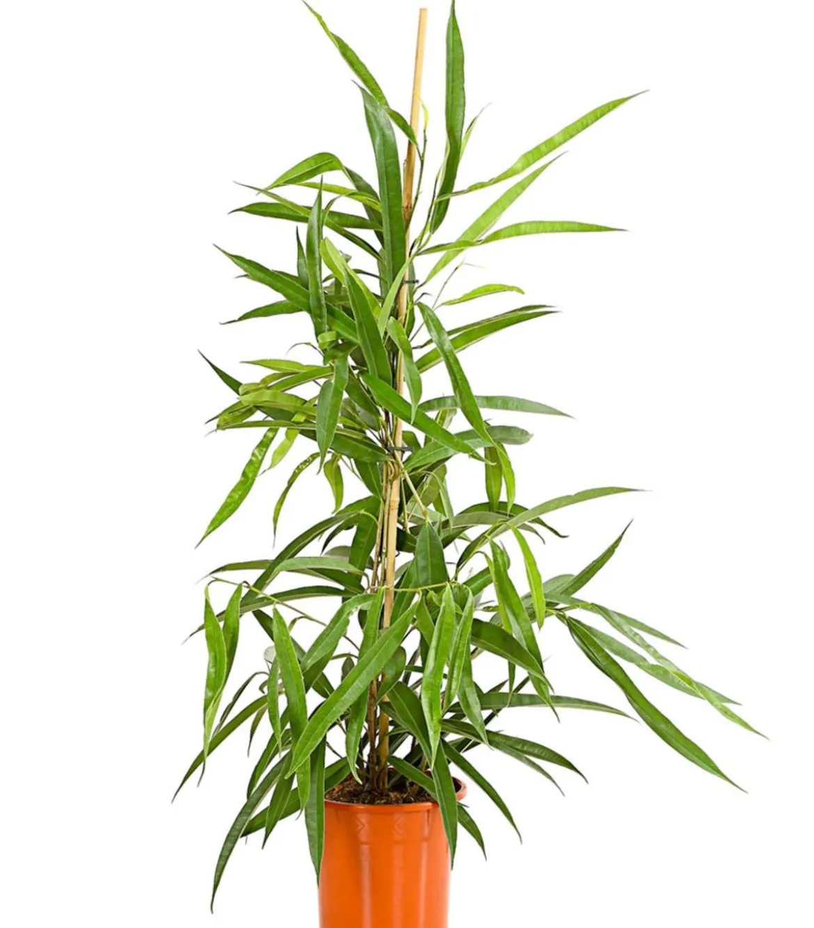 Langblättriger Feigenbaum - Ficus binnendijkii 'Alii'