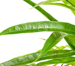 Langblättriger Feigenbaum - Ficus binnendijkii 'Alii'