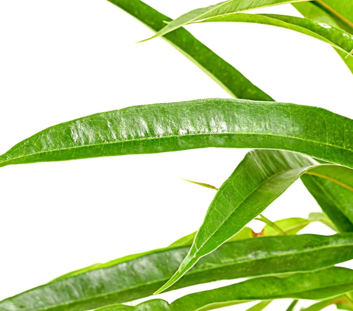 Langblättriger Feigenbaum - Ficus binnendijkii 'Alii'