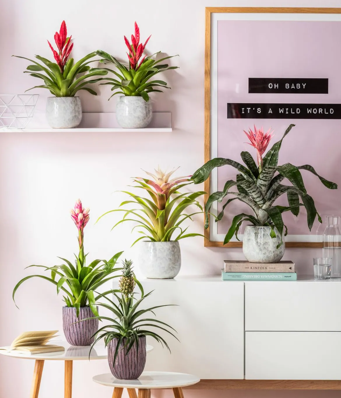 Lanzenrosette - Aechmea fasciata