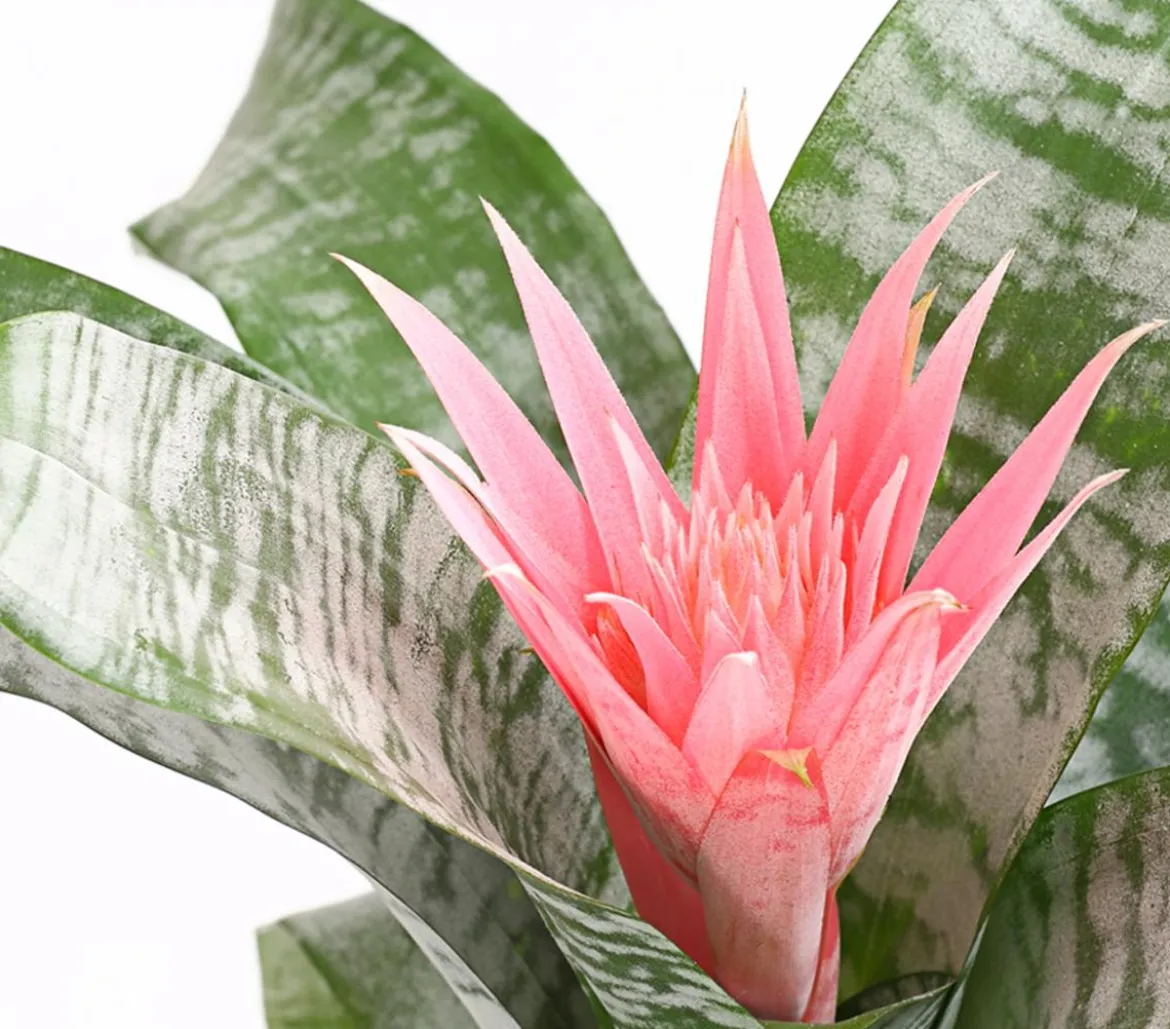 Lanzenrosette - Aechmea fasciata
