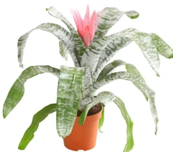 Lanzenrosette - Aechmea fasciata