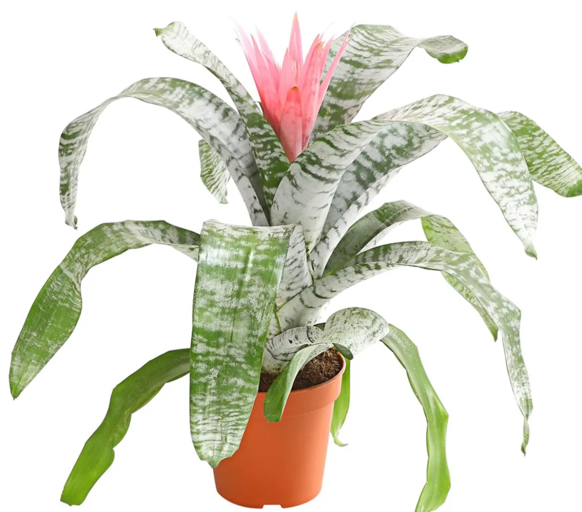 Lanzenrosette - Aechmea fasciata