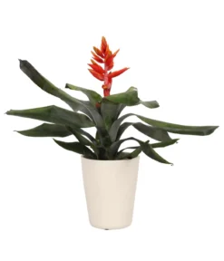 Lanzenrosette - Aechmea pepita 'Elegant Flames', in Keramik