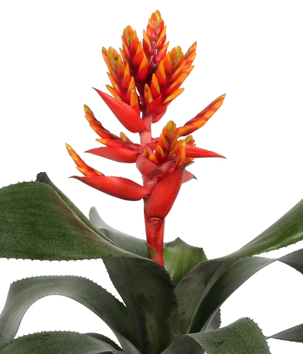 Lanzenrosette - Aechmea pepita 'Elegant Flames', in Keramik