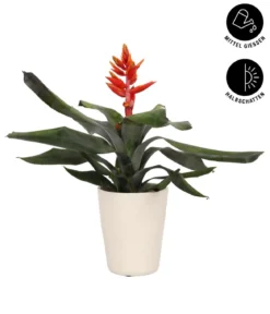 Lanzenrosette - Aechmea pepita 'Elegant Flames', in Keramik