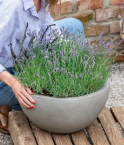 Lavendel