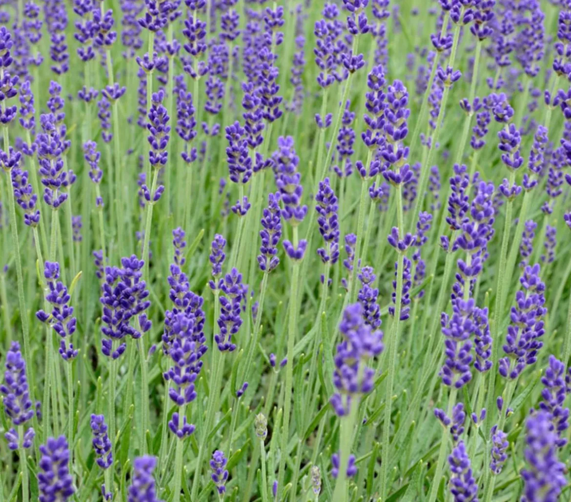 Lavendel