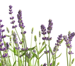 Lavendel