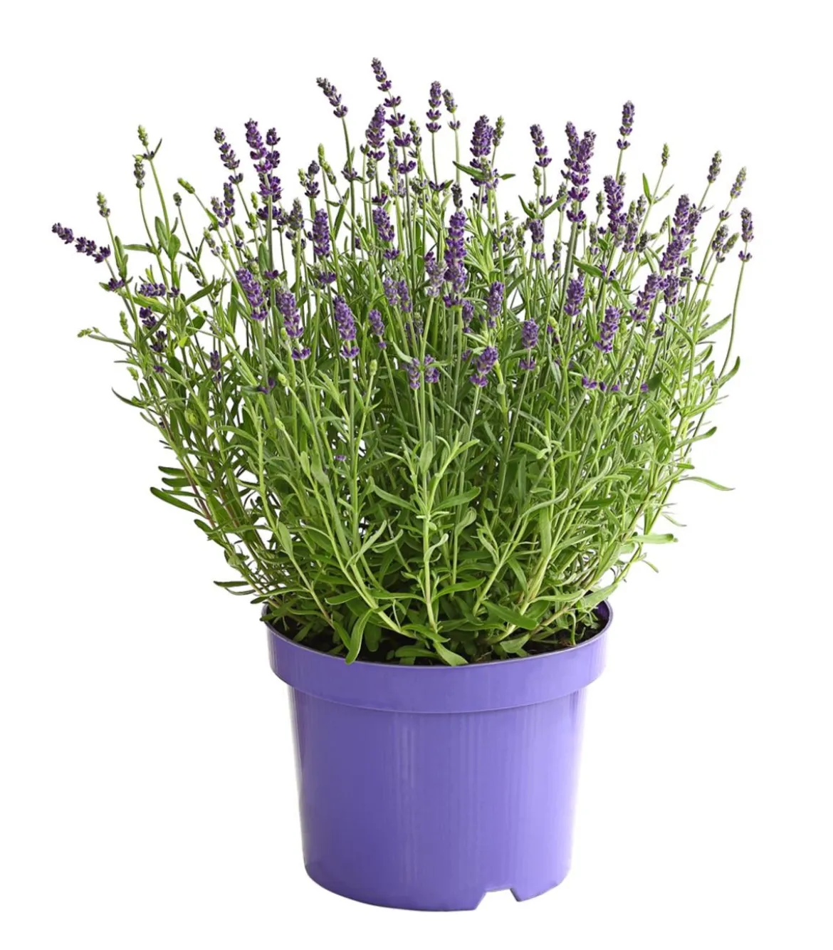 Lavendel
