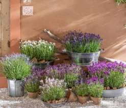 Lavendel