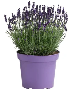 Lavendel, ca. Ø26 cm