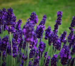 Lavendel 'Dark Surprise'