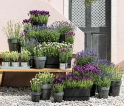 Lavendel 'Dark Surprise'