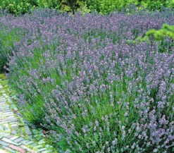 Lavendel 'Hidcote'