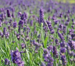 Lavendel 'Hidcote'