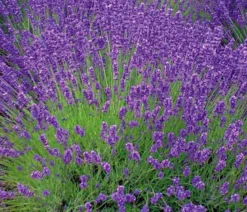 Lavendel 'Royal Blue'