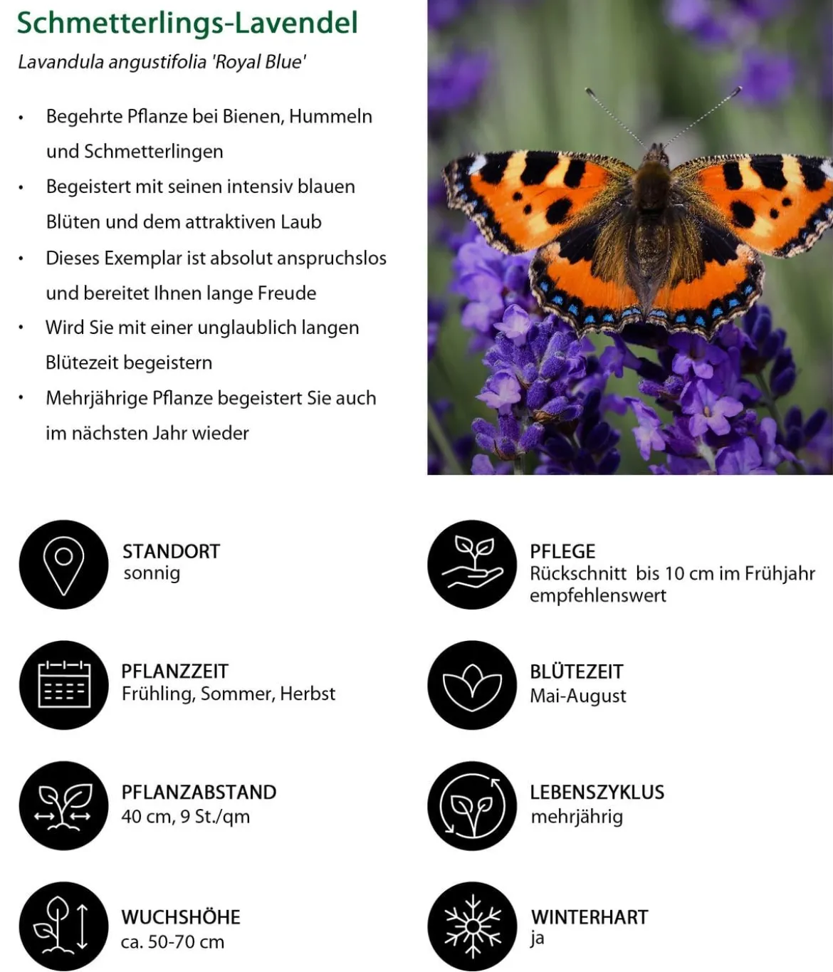 Lavendel-Set Lavendel-Vielfalt, 4-teilig