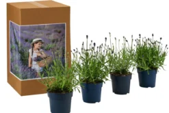 Lavendel-Set Lavendel-Vielfalt, 4-teilig