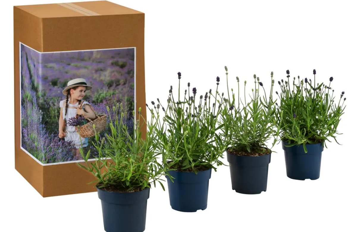 Lavendel-Set Lavendel-Vielfalt, 4-teilig