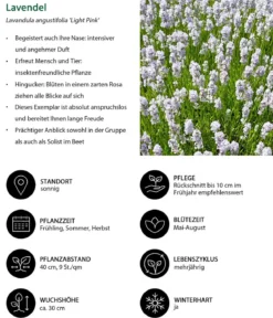Lavendel-Set Lavendel-Vielfalt, 4-teilig