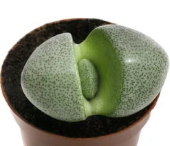 Lebender Granit - Pleiospilos nelii
