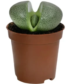 Lebender Granit - Pleiospilos nelii