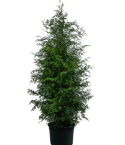 Lebensbaum 'Brabant'