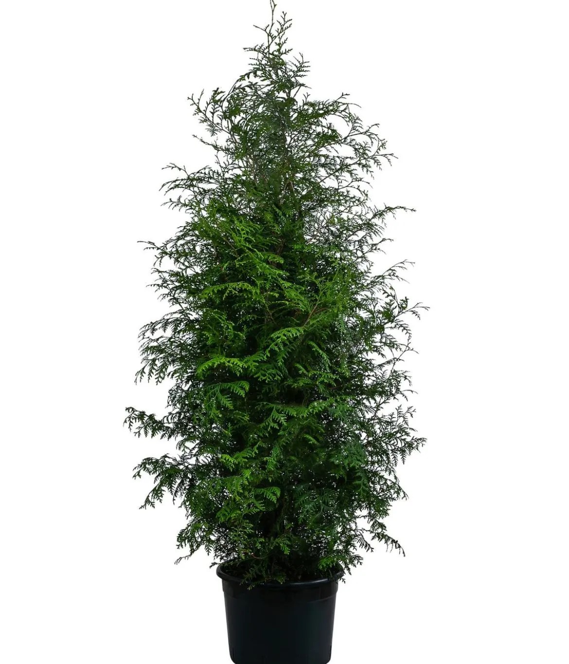 Lebensbaum 'Brabant'