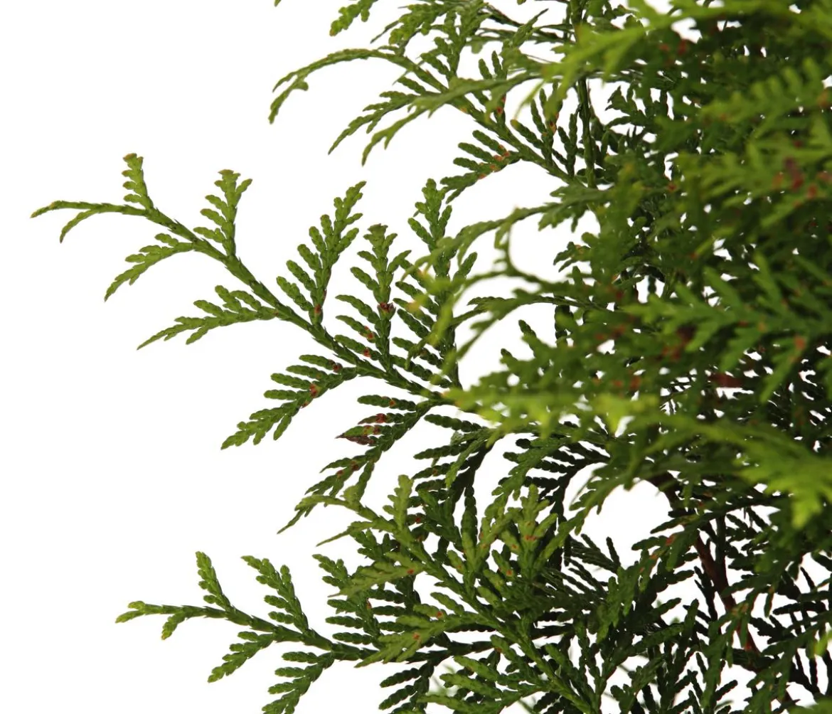 Lebensbaum 'Brabant'