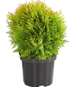 Lebensbaum 'Miriam'