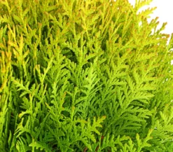 Lebensbaum 'Miriam'