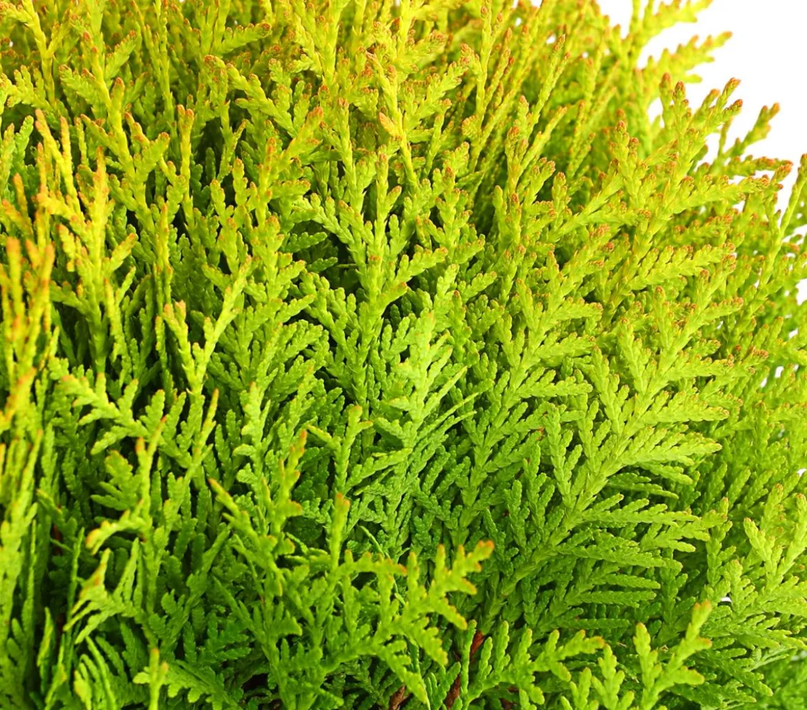 Lebensbaum 'Miriam'