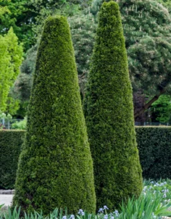 Lebensbaum 'Smaragd'