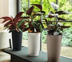 LECHUZA® CILINDRO Color, All-in-One Set