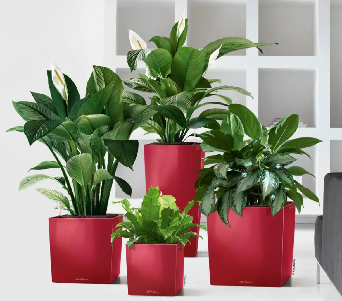 LECHUZA® CUBE, All-in-One Set