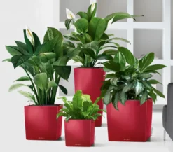 LECHUZA® CUBE, All-in-One Set