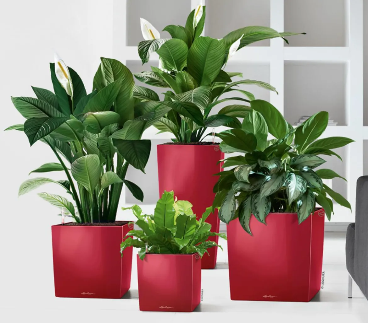 LECHUZA® CUBE, All-in-One Set