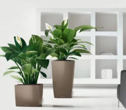 LECHUZA® CUBE, All-in-One Set