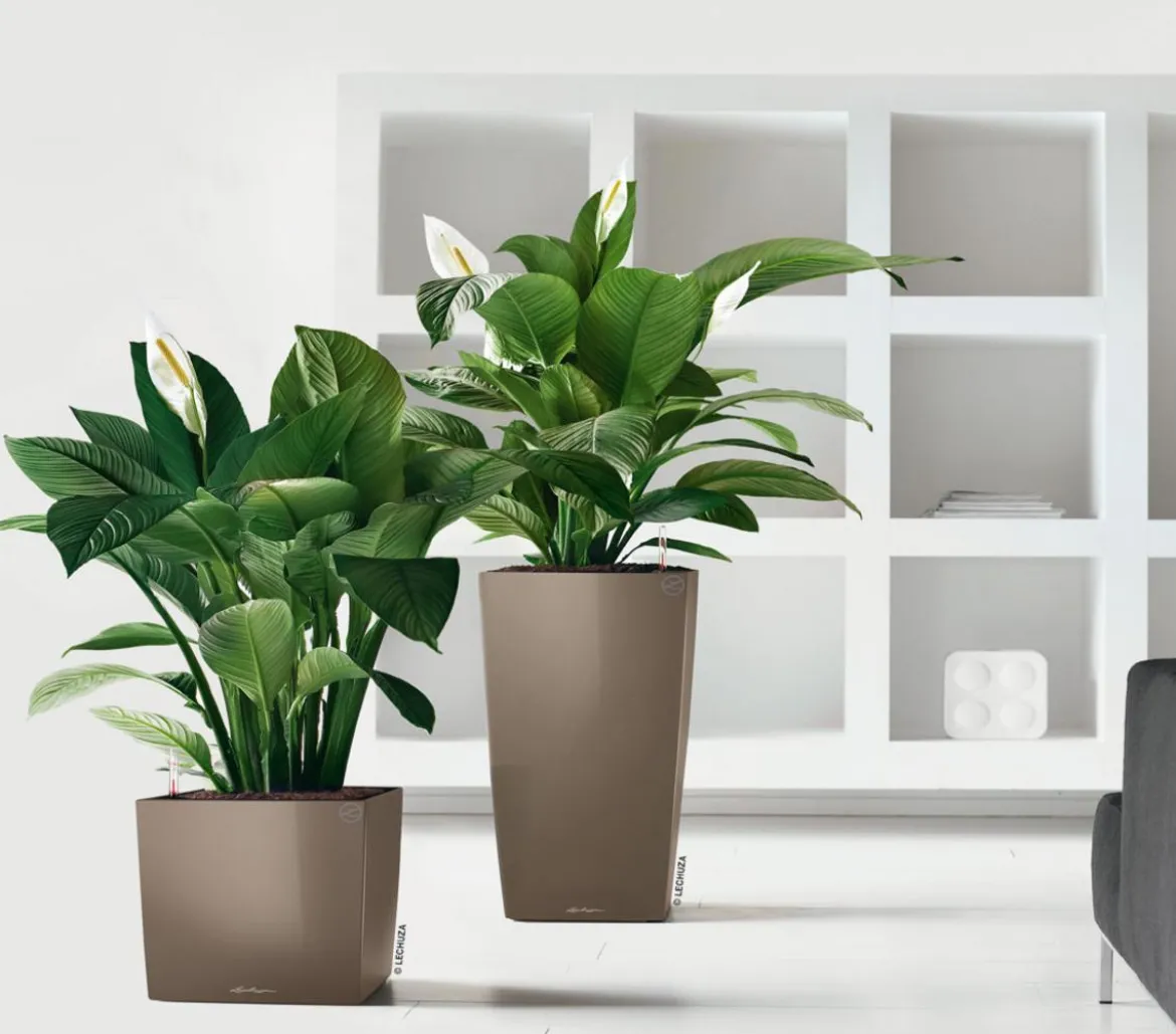 LECHUZA® CUBE, All-in-One Set