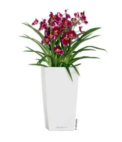 LECHUZA® CUBICO Premium, All-in-One-Set