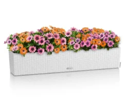 LECHUZA® Kunststoff-Kasten Balconera Cottage, rechteckig