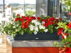LECHUZA® Kunststoff-Kasten Balconera Cottage, rechteckig
