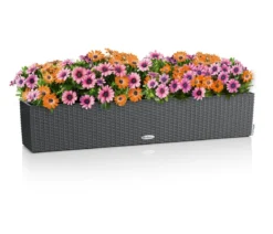 LECHUZA® Kunststoff-Kasten Balconera Cottage, rechteckig