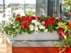 LECHUZA® Kunststoff-Kasten Balconera Cottage, rechteckig